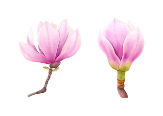 Two hand drawn watercolor magnolias. Pink watercolor magnolia.