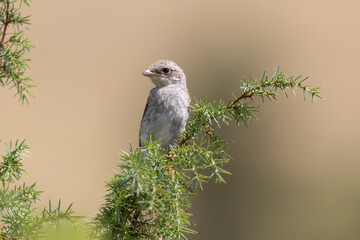 Young red-backed shrike (Lanius collurio) is a carnivorous passerine bird and member of the shrike family Laniidae.