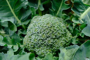 収穫前のブロッコリー（無農薬）