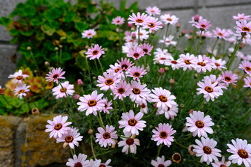 花壇で咲くローダンセマム