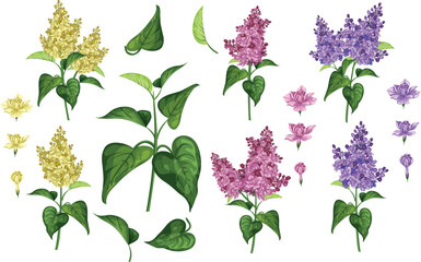 Vector set of purple and white lilac flowers branches, leaves and flowers. Big set. isolated on white background.