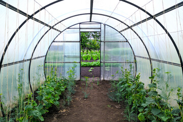 Greenhouse around with green plants inside, natural agriculture