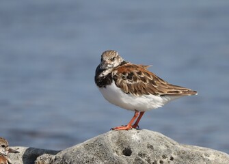 seagull on the beach
