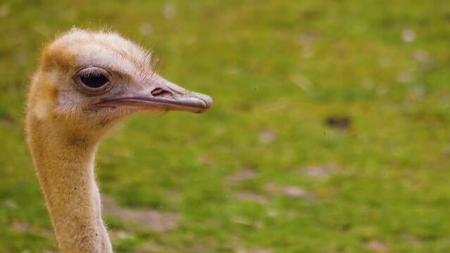 Close up of ostrich resting in sand
