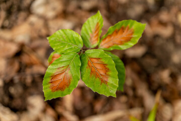 Close-up of a beech sapling in a forest with green leaves with partially already withered brown...