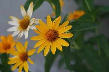 yellow flower in the garden