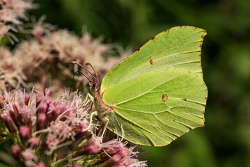 Close-up of a common brimstone butterfly (Gonepteryx rhamni) picking pollen from blossoming hemp-agrimony
