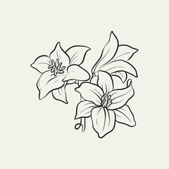 Botanical drawing. Minimal plant logo, botanical graphic sketch drawing,  meadow greenery, leaf and blooming flower abstract sketch element collection, rustic branch. Trendy tiny tattoo design, floral