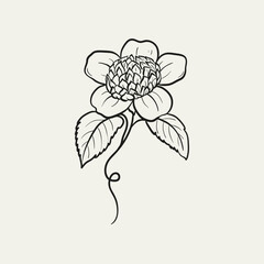 Botanical drawing. Minimal plant logo, botanical graphic sketch drawing,  meadow greenery, leaf and blooming flower abstract sketch element collection, rustic branch. Trendy tiny tattoo design, floral