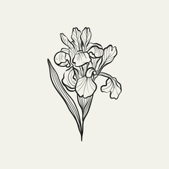 Botanical drawing. Minimal plant logo, botanical graphic sketch drawing,  meadow greenery, leaf and blooming flower abstract sketch element collection, rustic branch. Trendy tiny tattoo design, floral