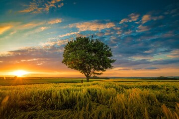 Fototapeta premium Wide angle shot of a single tree growing under a clouded sky during a sunset surrounded by grass