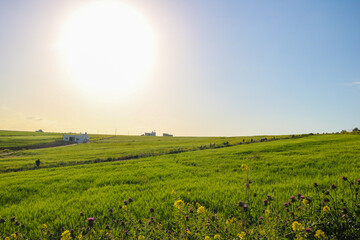 a grassy field with a hill in the background