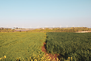 a large field of green grass with wind mills in the background