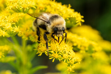Macro shot of bumblebee gathering pollen from a flowering goldenrod