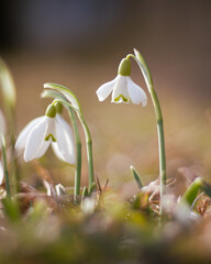 The beauty of snowdrop 