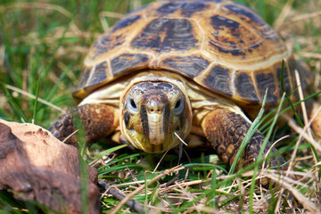 Russian tortoise in green grass close up