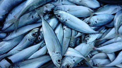 Obraz premium fresh fish caught as a background