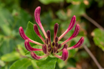 Beautiful macro shot of the pink flowering inflorescence of a common honeysuckle (Lonicera...