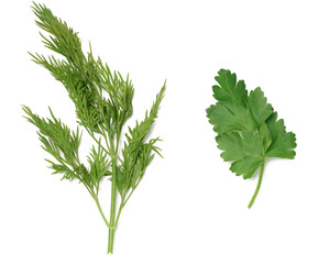 Green branch of parsley and dill on a white isolated background