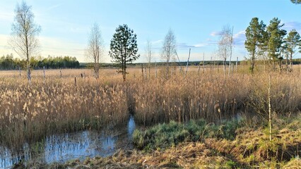 Reeds and sparse pines and birches trees grow in the swamp, and the water rises in places to form a dangerous mire. Some of the trees have withered away. Behind the swamp is a mixed forest. Sunny