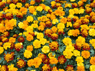 マリーゴールドの花