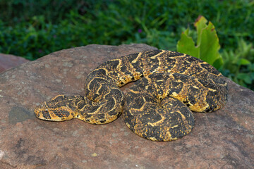 Puff Adder (Bitis arietans)	