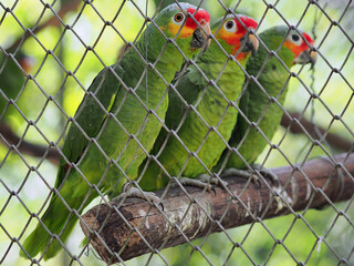 Three parrots sitting in a line at an animal rehabilitation centre in Flores, Guatemala