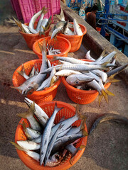 fresh barracuda fish prepared on fishing pier