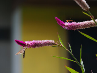 Two insects perched on plant ends