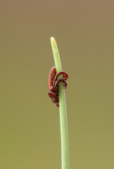 tick season, sheep tick (Ixodes ricinus)  on the grass