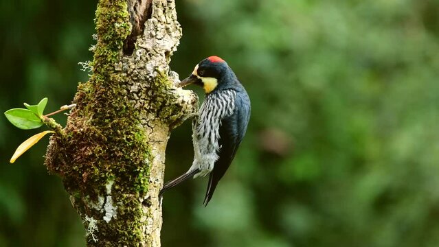 Acorn Woodpecker feeding on a tree trunk