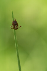 tick season, sheep tick (Ixodes ricinus)  on the grass