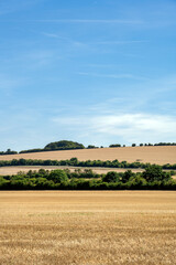 Fototapeta na wymiar View of cereal fields in Wiltshire on a summer afternoon, England