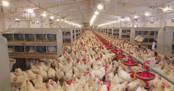 Chicken farm, eggs and poultry production. Gimbal shot - wide angle, indoors footage