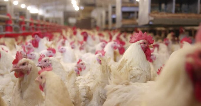Chicken farm, eggs and poultry production. Gimbal shot, close up low angle view, indoors footage