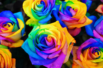 Fototapeta na wymiar wunderschöne Regenbogen Rose