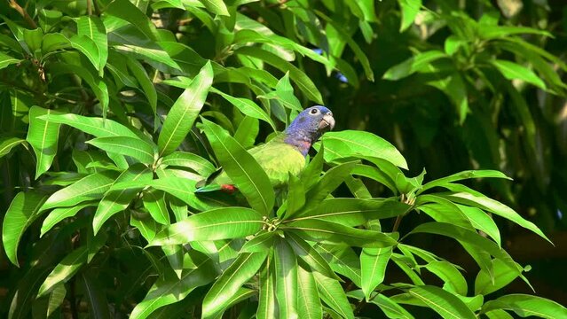 blue-headed parrot (Pionus menstruus rubrigularis) eating ripe mango fruit in the forest
