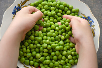children's hands are picking peeled green peas from a plate. tasty, healthy and sweet fresh vegetable. proper, vitamin-rich nutrition