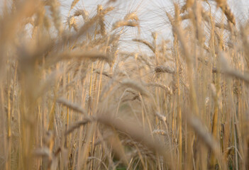 Fototapeta premium Wheat field. Ears of golden wheat close-up. Rich harvest concept. spikelets of wheat bent under the weight of ripened grain. beauty in nature and a rich harvest of cereals