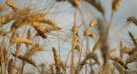 Fototapeta premium Wheat field. Ears of golden wheat close-up. Rich harvest concept. spikelets of wheat bent under the weight of ripened grain. beauty in nature and a rich harvest of cereals