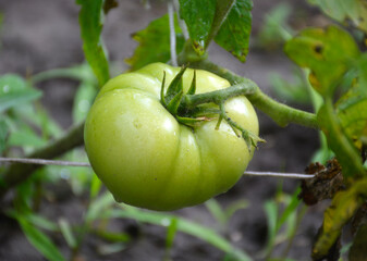 green ripening tomato on a bush branch. growing vegetables in a vegetable garden, orchard or greenhouse. the green fruit turns yellow under the rays of the sun and sings