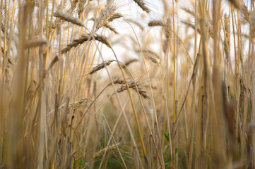 Wheat field. Ears of golden wheat close-up. Rich harvest concept. spikelets of wheat bent under the weight of ripened grain. beauty in nature and a rich harvest of cereals