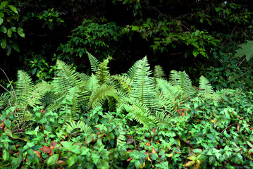 fern colony in a tropical rain forest Panamá