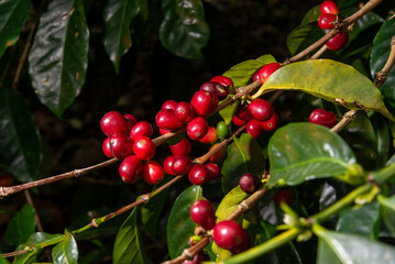 ripe unpicked coffee berries on the coffee tree