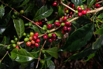 ripe unpicked coffee berries on the coffee tree