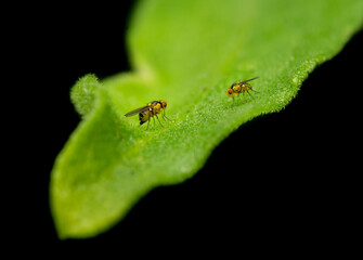 Two Liriomyza flies commonly known as leaf miner fly on the plant leaf for copulation. The larvae of these flies tunnel through the leaf tissue, creating characteristic serpentine or winding mines.