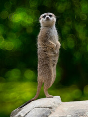 meerkat stands on its hind legs against on a green background