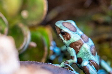 The green and black frog (Dendrobates auratus), or green and black poison arrow frog
