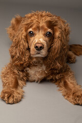 Studio portrait of an adorable cocker spaniel dog laying down and looking at the camera. He has orange brown fur and is 6 years old. The background is grey.
