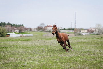 Fototapeta premium A beautiful young fast brown horse runs in a meadow with green grass in a pasture. Photo of an animal.